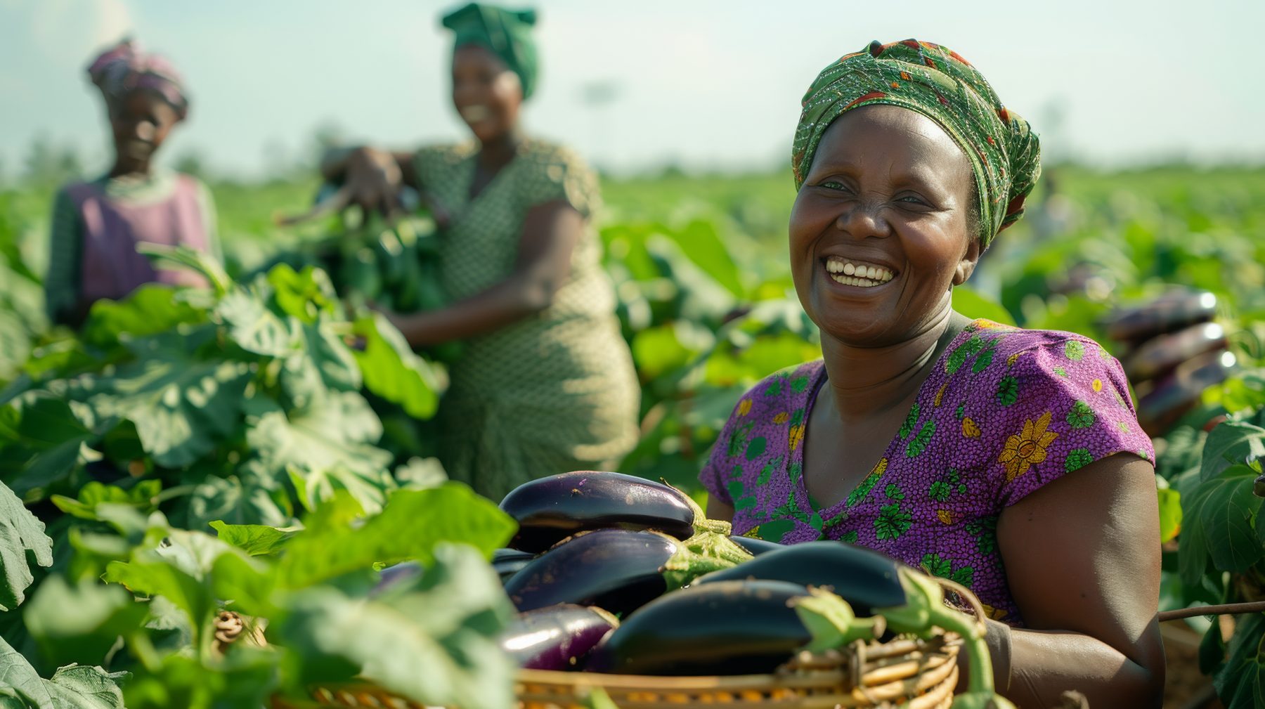 Women harvesting vegetables together in the field